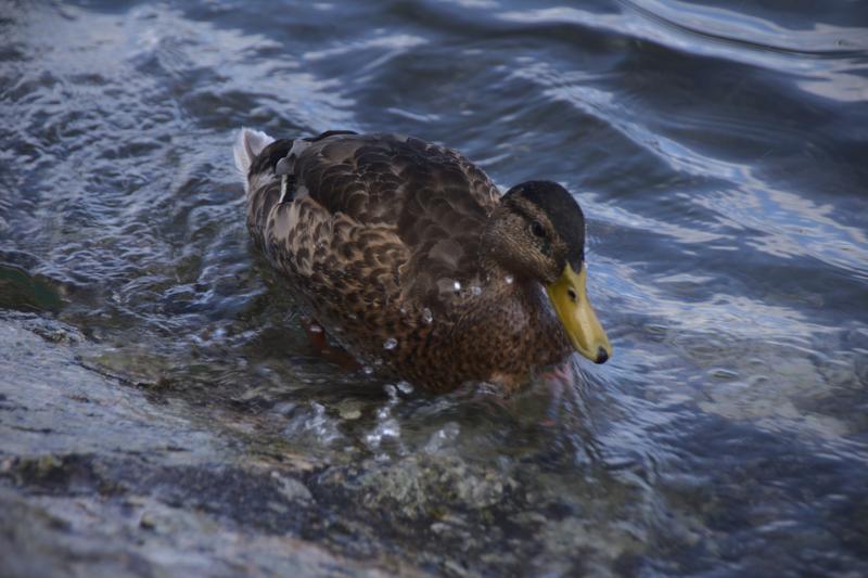 Ship on the lake of Constanze